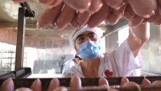 BOB�������ߡ�(�й�)����