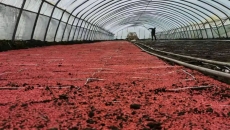 BOB�������ߡ�(�й�)����