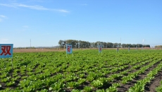 BOB�������ߡ�(�й�)����