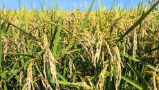 BOB�������ߡ�(�й�)����