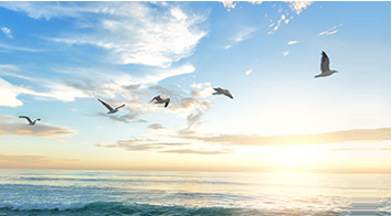 BOB�������ߡ�(�й�)����